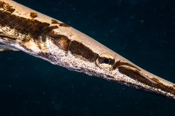 Hội chứng này tương đối hiếm ở động vật và không được quan sát thấy thường xuyên. Sau khi kiểm tra, con cá vây tia đã được thả trở lại tự nhiên.