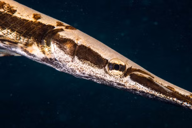 Hội chứng này tương đối hiếm ở động vật và không được quan sát thấy thường xuyên. Sau khi kiểm tra, con cá vây tia đã được thả trở lại tự nhiên.