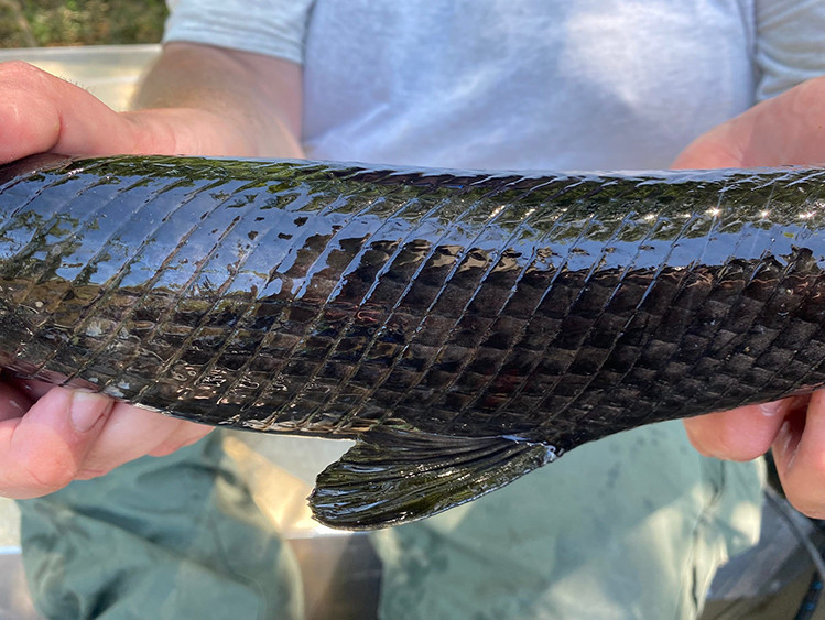 Trên trang chính thức của Viện nghiên cứu Cá và Động vật hoang dã Florida (FWC), " cá hóa thạch sống" được mô tả như bước ra từ bộ phim viễn tưởng "Công viên kỷ Jura".