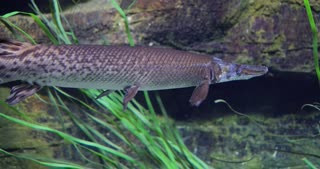 Nhóm chuyên gia thấy nó khi đang đi thuyền thám hiểm sông. Sự khác thường của sinh vật khiến cả nhóm phải dừng lại và vây lưới.