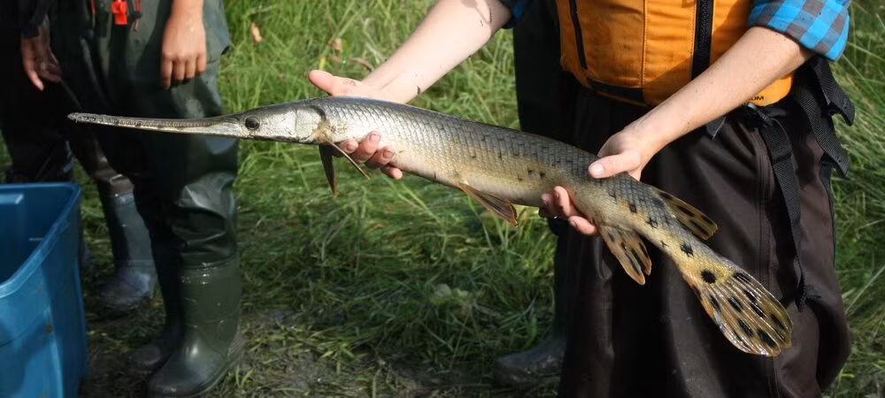 Cá vây tia mũi dài thường "có màu ô liu rám nắng, với những đốm nâu trên khắp cơ thể", nhưng mẫu vật trên sông Choctawhatchee lại có màu đen rất hiếm thấy.