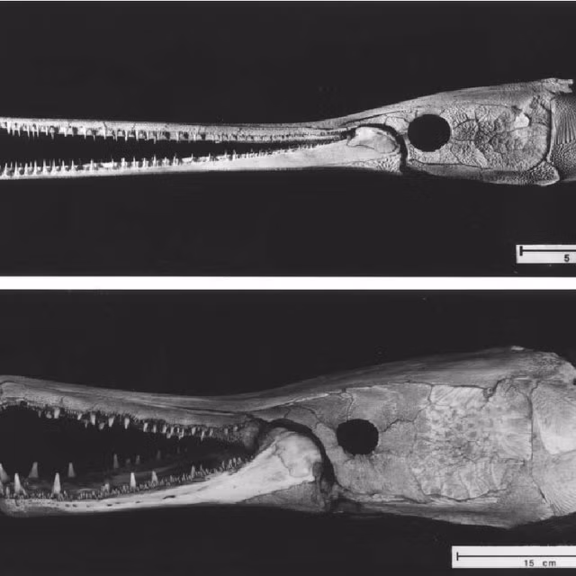 Cá vây tia Lepisosteus osseus được mệnh danh là "hóa thạch sống" vì đã hiện diện trên Trái Đất từ khoảng 100 triệu năm trước.