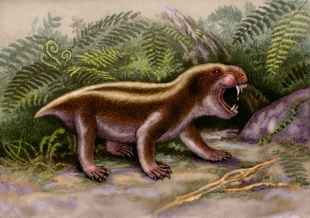 Hộp sọ dài 7 cm, nhỏ hơn so với hai mẫu vật ở Nam Phi (dài 8 cm và 11,6 cm). Tuy nhiên, nhóm nghiên cứu không rõ cá thể này đã trưởng thành hay chưa.