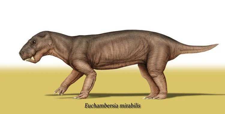 Hai mẫu vật hộp sọ trước đó đều được tìm thấy ở Nam Phi, thuộc về một loài họ hàng có tên là Euchambersia mirabilis.