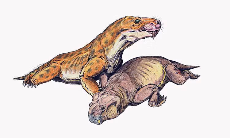 Hóa thạch khai quật được tại hệ tầng Naobaogou ở khu tự trị Nội Mông, phía bắc Trung Quốc, được xác định thuộc về một loài mới trong chi Euchambersia.