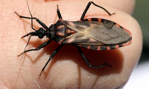 6. Bọ hút máu (12.000 người chết/năm). Bọ hút máu mang mầm dịch Chagas, là nguyên nhân gây ra hơn 12,000 cái chết của người mỗi năm. Loài bọ này lây lan mầm dịch này thông qua vết cắn của bọ trên khắp cơ thể, tập trung chủ yếu ở khuôn mặt.