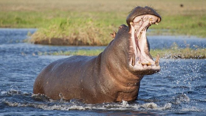 11. Hà mã (500 người chết/năm). Tuy là động vât ăn cỏ nhưng hà mã được coi là loài động vật nguy hiểm nhất ở châu Phi. Chúng rất hung dữ và thường xuyên gây hại cho con người, đặc biệt khi chúng lật đổ thuyền.