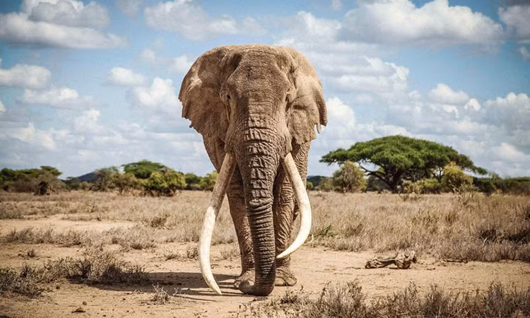 12. Voi (500 người chết/năm). Theo tờ National Geographic năm 2005 cho biết loài voi phải chịu trách nhiệm cho hơn 500 người bị giết mỗi năm. Tuy nhiên con số này lại không thấm tháp vào đâu so với số lượng voi đã bị con người săn bắt.