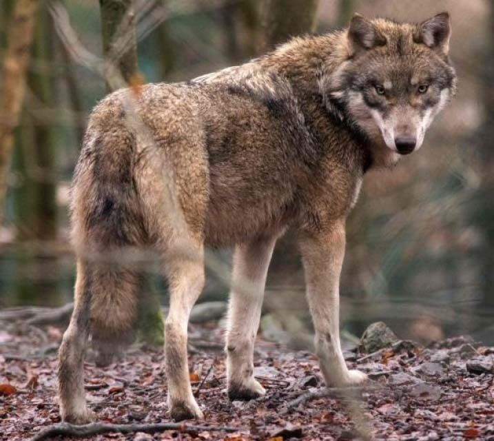 14. Chó sói (10 người chết/năm). Chó sói ít khi tấn công con người, kể cả ở những khu vực mà loài này sinh sống. Các báo cáo về tình trạng sói tấn công con người trong vòng 50 năm trước 2002 tại châu Âu và Bắc Mỹ khá hiếm, tuy nhiên vẫn có vài trăm trường hợp con người bị tấn công trong vòng hai thập kỷ qua tại các vùng Ấn Độ, với khoảng 10 vụ mỗi năm.