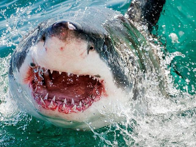 Từ trước đến nay, chúng ta luôn nghĩ rằng những động vật nguy hiểm nhất thế giới sẽ trong các loài săn mồi ăn thịt. Thực tế, hầu hết các trường hợp tử vong do động vật ít khi liên quan tác động trực tiếp của chúng, mà đa phần là những căn bệnh truyền nhiễm mà chúng vô tình lây lan sang con người.