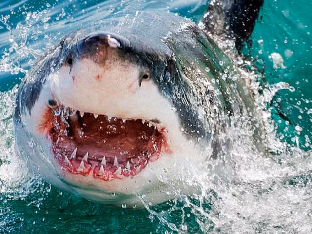 Từ trước đến nay, chúng ta luôn nghĩ rằng những động vật nguy hiểm nhất thế giới sẽ trong các loài săn mồi ăn thịt. Thực tế, hầu hết các trường hợp tử vong do động vật ít khi liên quan tác động trực tiếp của chúng, mà đa phần là những căn bệnh truyền nhiễm mà chúng vô tình lây lan sang con người.