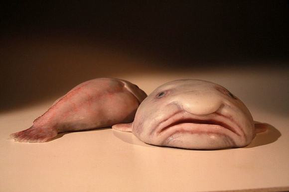7. Cá giọt nước (Blobfish). Loài cá đặc biệt này sống ở độ sâu giữa 600 m và 1.200 m dưới đáy biển, với hình dạng được ví như khuôn mặt của một người đàn ông béo phì có vẻ cáu gắt với cái mũi hình củ hành.