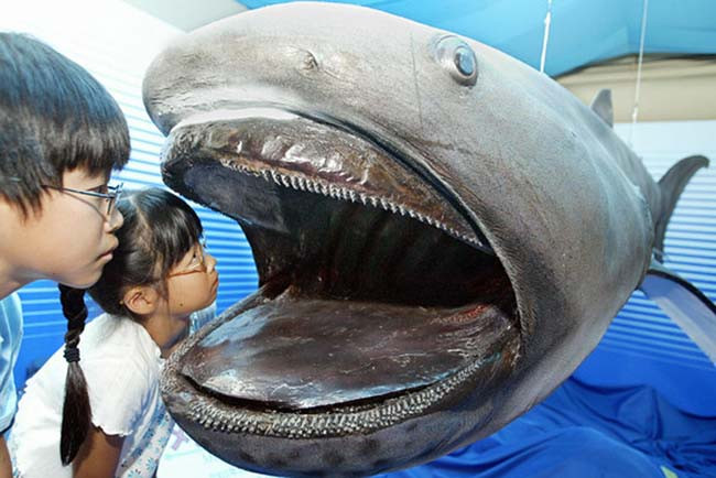 1. Cá mập miệng rộng (Megamouth Shark). Sống ở độ sâu 40 mét dưới đáy đại dương, cá mập miệng rộng được cho là một trong những loài sinh vật biển kì dị nhất hành tinh. Chúng ăn các loài sinh vật phù du và những loại cá nhỏ. Chiều dài trung bình khoảng 17 feet (5.2 m).