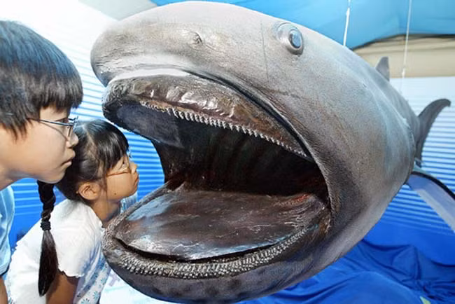 1. Cá mập miệng rộng (Megamouth Shark). Sống ở độ sâu 40 mét dưới đáy đại dương, cá mập miệng rộng được cho là một trong những loài sinh vật biển kì dị nhất hành tinh. Chúng ăn các loài sinh vật phù du và những loại cá nhỏ. Chiều dài trung bình khoảng 17 feet (5.2 m).