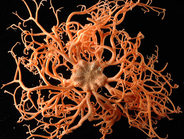4. Sao Rổ (Basket Star). Ở độ sâu 550 m dưới đáy đại dương, chúng ta có thể bắt gặp Sao Rổ với kích thước trung bình vỏn vẹn khoảng 14 cm. Chúng ăn các sinh vật phù du ngang qua bằng các móc nhỏ, sắc nằm ở trên tua.
