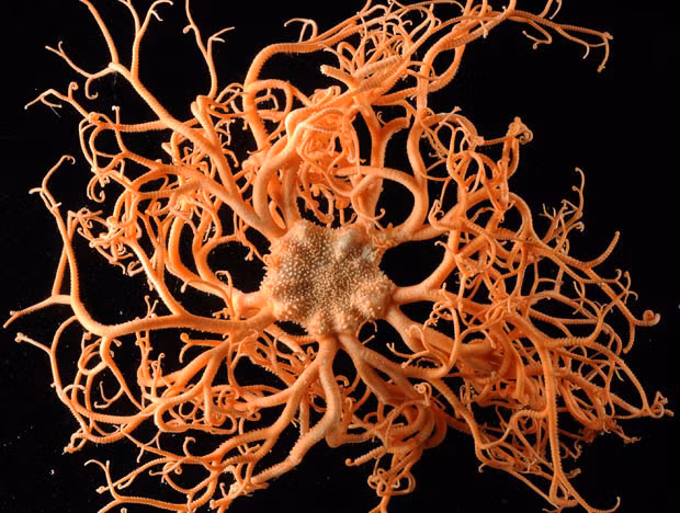 4. Sao Rổ (Basket Star). Ở độ sâu 550 m dưới đáy đại dương, chúng ta có thể bắt gặp Sao Rổ với kích thước trung bình vỏn vẹn khoảng 14 cm. Chúng ăn các sinh vật phù du ngang qua bằng các móc nhỏ, sắc nằm ở trên tua.