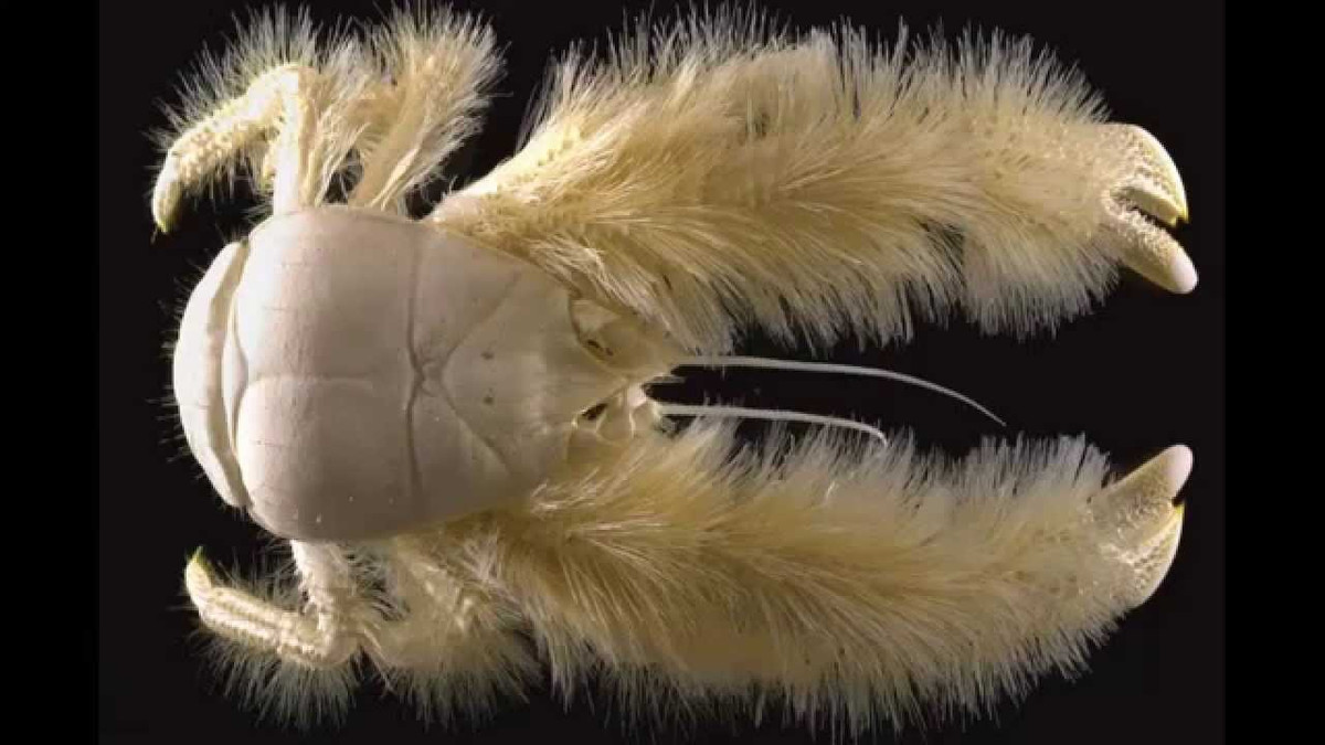 9. Cua Yeti. Cua Người tuyết mù hay cua Yeti sống chủ yếu ở vùng nước sâu khoảng 2.200 m, chúng có tên gọi như vậy là bởi chúng không có mắt, vì vậy chúng dành hầu như cả cuộc đời mình sống trong môi trường nước ấm của các lỗ thủy nhiệt.