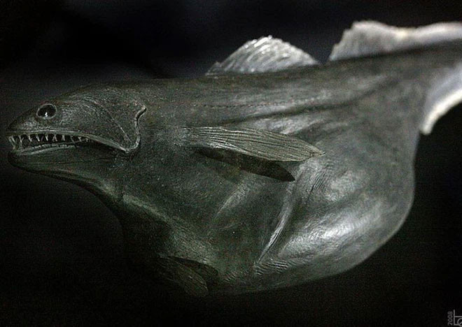 10. Cá biển đen (Black Swallower) sống ở độ sâu từ 2.743 mét dưới đáy đại dương. Tuy kích thước chỉ khoảng 25 cm nhưng bằng cách nới rộng dạ dày, loài cá này có thể nuốt chửng con mồi với cân nặng gấp 10 lần chúng!