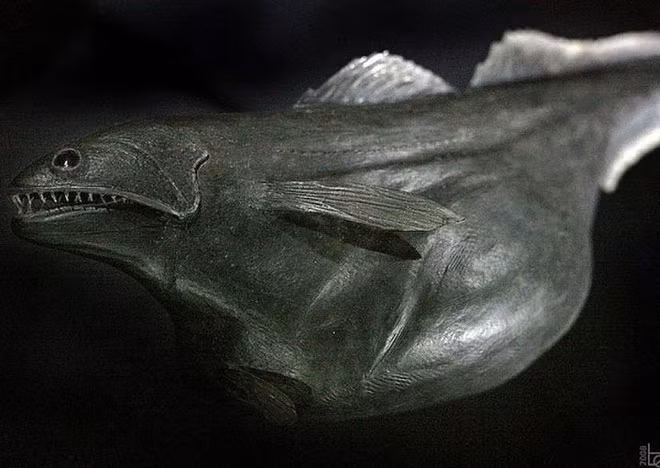 10. Cá biển đen (Black Swallower) sống ở độ sâu từ 2.743 mét dưới đáy đại dương. Tuy kích thước chỉ khoảng 25 cm nhưng bằng cách nới rộng dạ dày, loài cá này có thể nuốt chửng con mồi với cân nặng gấp 10 lần chúng!