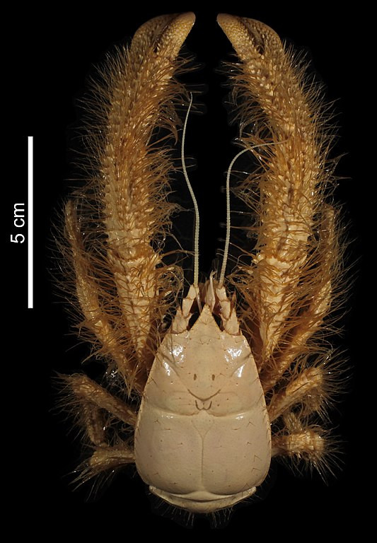 Nhìn bên ngoài, trông chúng như được bao phủ bởi một lớp lông mềm như các loài nhện. Song thực tế, bộ lông của sinh vật này hoàn toàn là lông cứng. Các lông cứng của chúng trở thành chỗ bám lý tưởng cho các loài vi khuẩn.