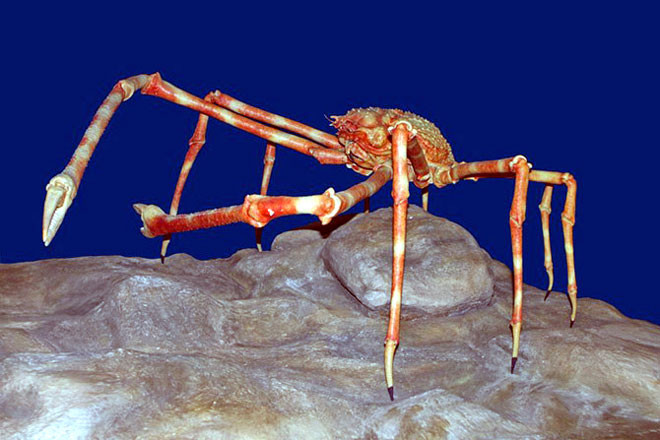 2. Cua nhện khổng lồ (Giant Spider Crab). Là loài ăn tạp, cua nhện khổng lồ sống ở độ sâu 160 m dưới đại dương, kích thước trung bình từ 3.7 mét. Vỏ của nó được tô điểm bởi bọt biển và các loài động vật khác để trà trộn dưới đáy đại dương.