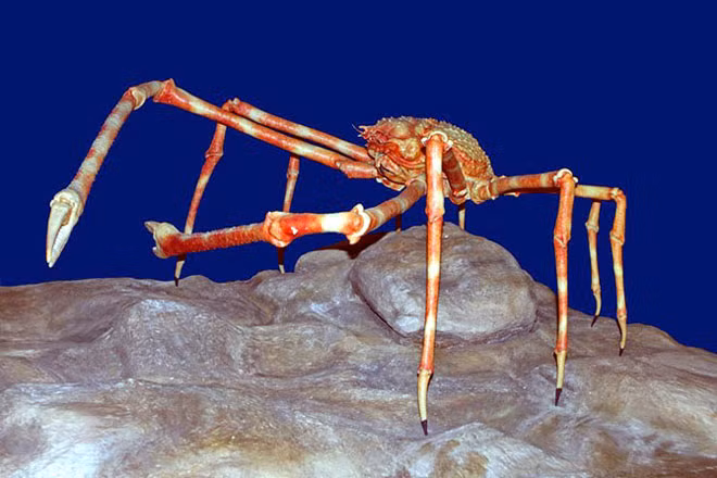 2. Cua nhện khổng lồ (Giant Spider Crab). Là loài ăn tạp, cua nhện khổng lồ sống ở độ sâu 160 m dưới đại dương, kích thước trung bình từ 3.7 mét. Vỏ của nó được tô điểm bởi bọt biển và các loài động vật khác để trà trộn dưới đáy đại dương.