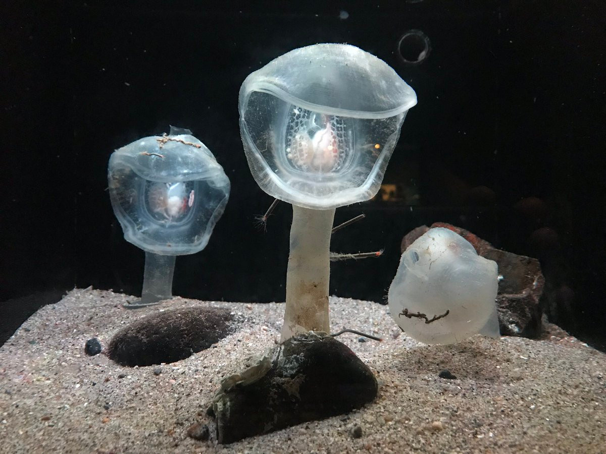 Đây là một loài ăn thịt biển sâu, sống neo dọc theo đáy biển, chờ đợi cho động vật phù du trôi dạt hoặc lọt vào trong vòm miệng rộng như mui xe của nó để bắt chúng.