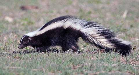 Dù chất nhờn này không có hại, nhưng nó có thể khiến nạn nhân dính phải phải mang mùi khó chịu trong vòng nhiều ngày.