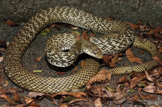 9. Rắn vua hay còn gọi là rắn hôi Đài Loan là một loài rắn lớn, có màu sắc khá đẹp sống trong các khu rừng thưa hoặc đồng cỏ ở Trung Quốc và phía Bắc Việt Nam. Loài rắn này được mệnh danh là “Nữ hoàng hôi thối" vì chúng có thể tiết ra mùi hăng nồng từ các tuyến sau hậu môn.