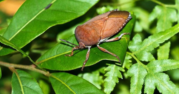 3. Bọ xít - Stink Bug. Bọ xít là một họ côn trùng thuộc bộ cánh nửa. Khi gặp nguy hiểm hoặc bất ngờ, bọ xít sẽ tiết ra mùi cực kỳ khó chịu, thậm chí còn gây choáng cho một số loài động vật.