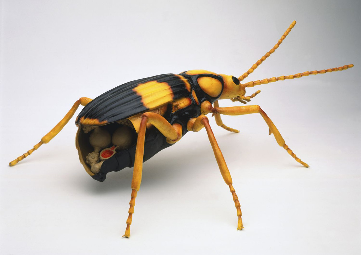 1. Bọ đánh bom - Bombardier Beetle. Tên của loài bọ này được đặt theo chiến lược phòng thủ khác thường của chúng. Khi gặp nguy hiểm, Bombardier Beetle sẽ phun ra một loại hóa chất có mùi hôi, nóng và chứa độc tố.