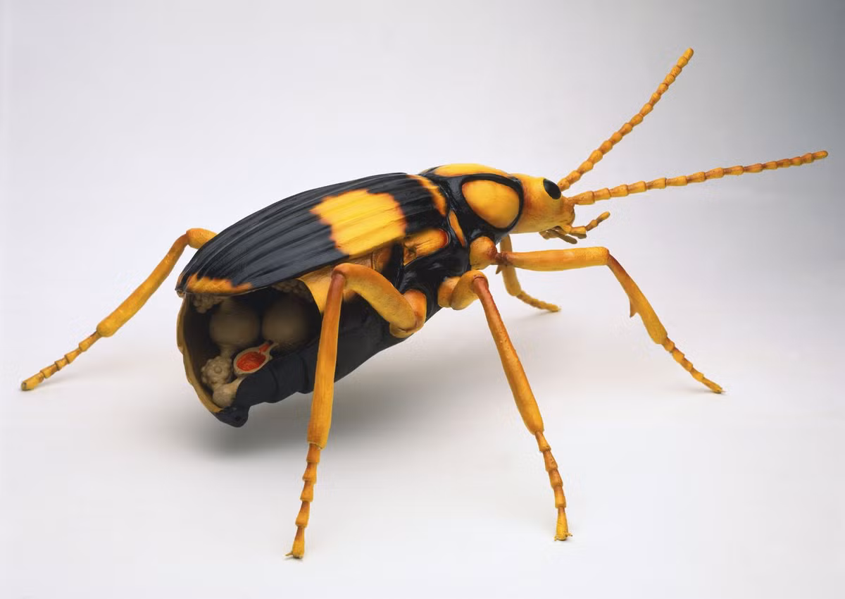 1. Bọ đánh bom - Bombardier Beetle. Tên của loài bọ này được đặt theo chiến lược phòng thủ khác thường của chúng. Khi gặp nguy hiểm, Bombardier Beetle sẽ phun ra một loại hóa chất có mùi hôi, nóng và chứa độc tố.