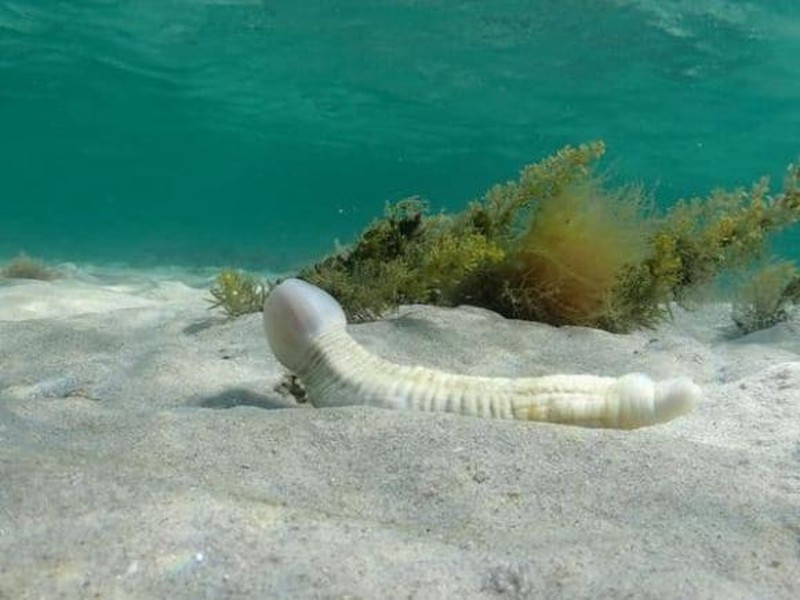 Có thể nó thường ăn các loại giun nhỏi dưới biển, sống chủ yếu ở bãi biển và các vùng san hô ven cát, hiện có hơn 20 loài khác nhau.