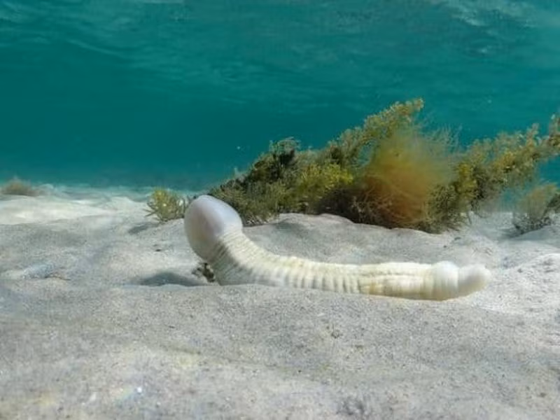 Có thể nó thường ăn các loại giun nhỏi dưới biển, sống chủ yếu ở bãi biển và các vùng san hô ven cát, hiện có hơn 20 loài khác nhau.