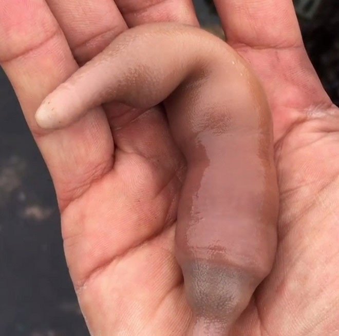 Cá dương vật vốn là loại đặc sản ở Nhật Bản, Trung Quốc, đặc biệt là Hàn Quốc. Tại "xứ sở củ sâm", chúng được gọi là Gaebul.