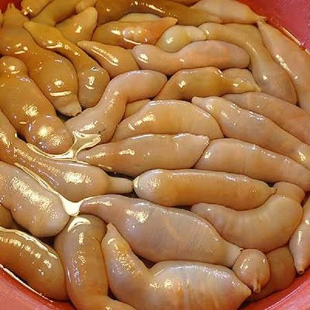 Chúng sống trong bùn, đầm lầy, ăn cá, cua nhỏ hay các sinh vật phù du, được bao phủ bên ngoài là lớp nhớt nhầy nhụa. Để chế biến cá dương vật đúng vị nhất, người Hàn sẽ rửa bằng nước biển, tạo nên vị ngọt tự nhiên.