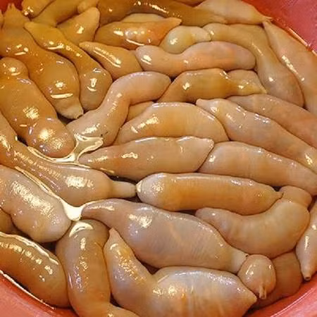 Chúng sống trong bùn, đầm lầy, ăn cá, cua nhỏ hay các sinh vật phù du, được bao phủ bên ngoài là lớp nhớt nhầy nhụa. Để chế biến cá dương vật đúng vị nhất, người Hàn sẽ rửa bằng nước biển, tạo nên vị ngọt tự nhiên.