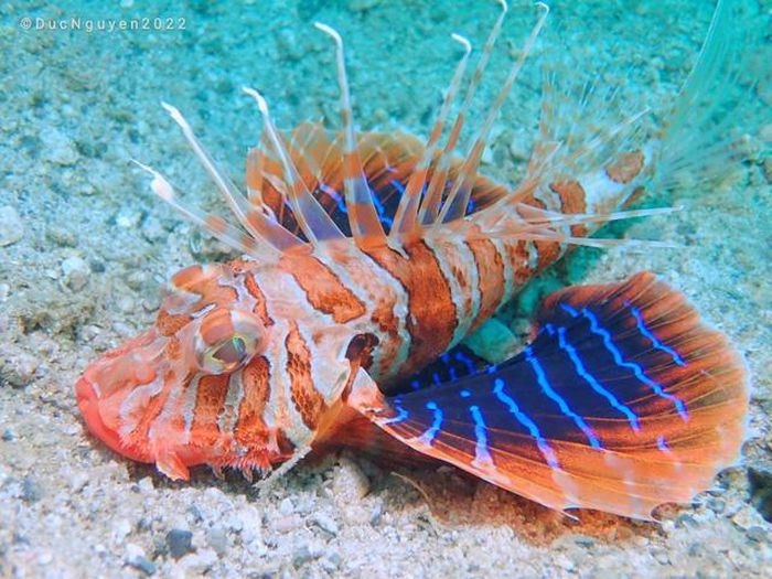 Cá Mao tiên chào mào với đôi cánh rực rỡ chuyên sống ở đáy cát.