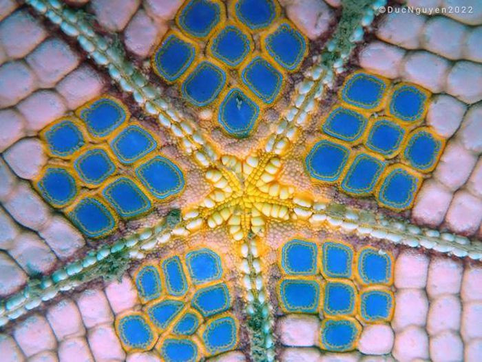 Loài sao biển khổng lồ cực quý hiểm ẩn sâu dưới đáy biển.