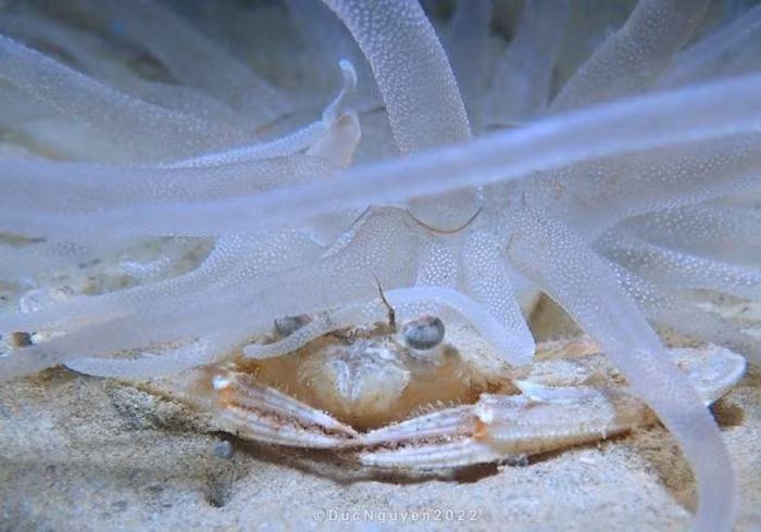 Một chú cua đang ẩn nấp bên dưới hải quỳ.