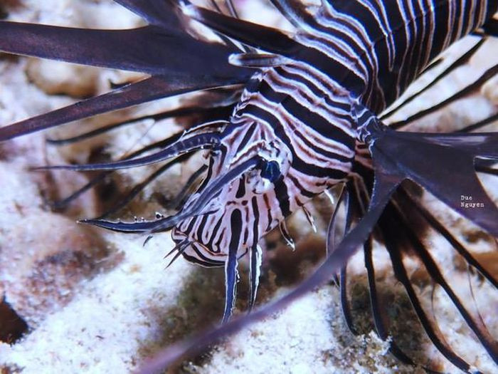 Có những loài sinh vật rất hiếm và dần bị tuyệt chủng, vì vậy chúng ta nên chung tay bảo vệ môi trường, đặc biệt là môi trường biển.