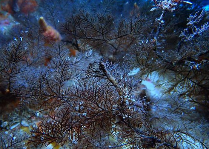  Thế giới đại dương thật phong phú và đẹp mê mẩn, nhất là khi chúng không bị ô nhiễm.