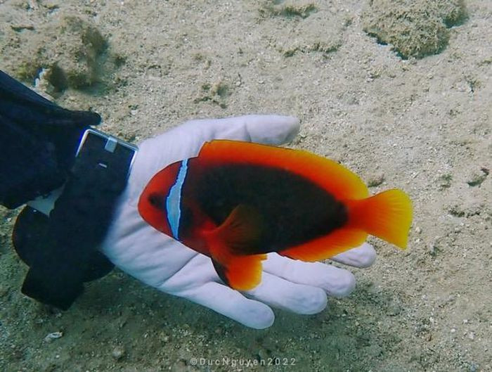 Loài cá hề rất thân thiện với con người lại dễ nuôi.