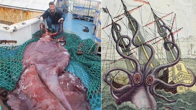 Các ý kiến khác lại cho rằng con thú phát ra một mùi hương mạnh mẽ và kỳ dị khi nó muốn kiếm ăn. Hầu hết các học giả nghiên cứu tin rằng quái vật Kraken dựa trên một hoặc sự hợp nhất của các loài mực hoặc bạch tuộc khổng lồ.