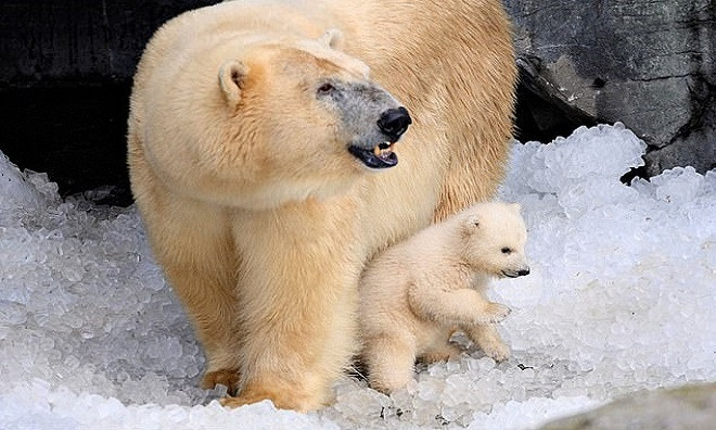 7. Gấu Bắc Cực (1200 PSI). Gấu Bắc Cực là một trong những kẻ săn mồi to xác nhất trên cạn, có thể dài tới 3 m và nặng 1 tấn. Chúng sở hữu bộ hàm vô cùng mạnh mẽ để xuyên qua lớp da dày của các con vật sống ở vùng băng giá.