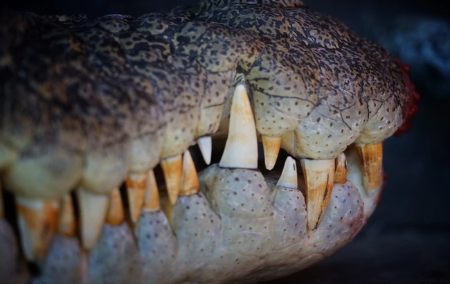 Để đạt tới lực cắn chết chóc như vậy, cá thể cá sấu cần đạt tới kích thước chiều dài khoảng 7 mét và nặng 2 tấn. Nghiên cứu của tiến sĩ Erickson đã giúp giải thích vì sao cá sấu dám tấn công cả tàu thuyền xâm phạm lãnh địa của chúng.