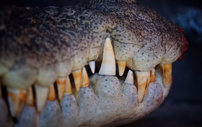 Để đạt tới lực cắn chết chóc như vậy, cá thể cá sấu cần đạt tới kích thước chiều dài khoảng 7 mét và nặng 2 tấn. Nghiên cứu của tiến sĩ Erickson đã giúp giải thích vì sao cá sấu dám tấn công cả tàu thuyền xâm phạm lãnh địa của chúng.