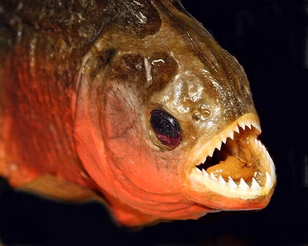 15. Cá Piranha đen (464 PSI). Piranha được xem là loài cá hiếu chiến nhất trên Trái đất. Chúng cũng sở hữu cú đớp mạnh hơn mọi loài cá khác cùng cân nặng. Theo các nhà sinh vật học, nếu một con cá sấu bị thu nhỏ bằng kích thước như cá piranha rồi 2 bên tử chiến thì chắc chắn cá sấu sẽ ngậm ngùi nhận cái kết thua cuộc.