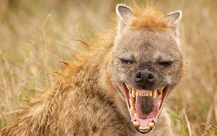 9. Linh cẩu (1100 PSI). 50% thức ăn của linh cẩu là xác thối, 50% còn lại là các con mồi "tươi sống". Để săn bắt, linh cẩu kết hợp thuần thục tốc độ rượt đuổi lên tới 60 km/h và bộ răng cực kỳ sắc bén, mạnh mẽ. Bọn chúng có thể hạ gục linh dương, trâu và cả hươu cao cổ cỡ nhỏ.