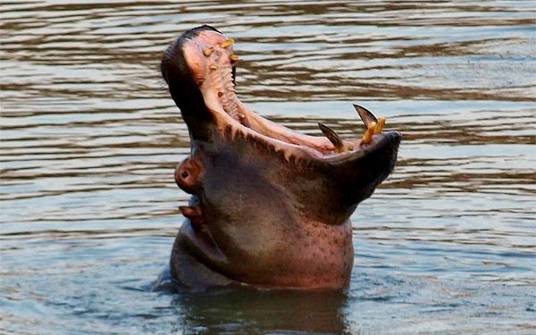 4. Hà mã (1800 PSI). Nhiều người vẫn tin rằng hà mã có ngoại hình mũm mĩm đáng yêu, nhưng sự thật là chúng vô cùng đáng sợ.